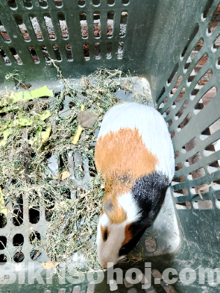 Guinea Pig